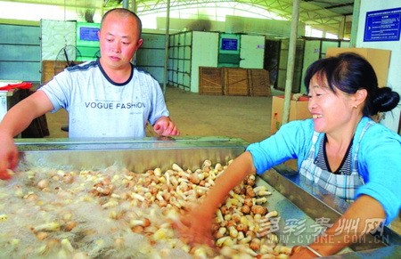 黎富平：返乡大学生种植姬松茸远俏日韩